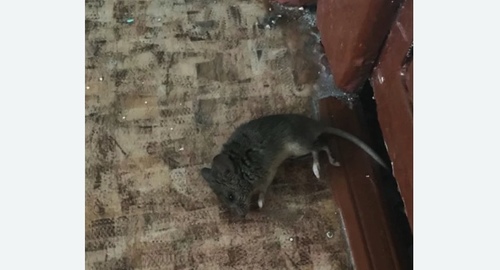 Дезинфекция от мышей в Щекино